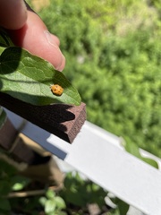 Harmonia axyridis