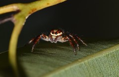 Cytaea alburna