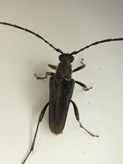 Trachysida mutabilis
