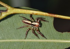 Cytaea alburna