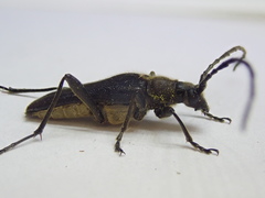 Trachysida mutabilis