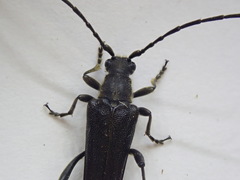 Trachysida mutabilis