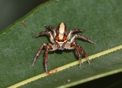 Cytaea alburna