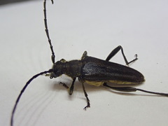 Trachysida mutabilis