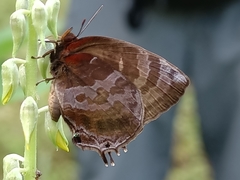 Flos apidanus