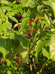 Magnoliopsida