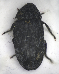 Dermestes murinus
