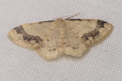 Idaea trigeminata