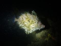 Chaetodermis penicilligerus