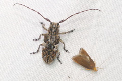 Mesosa nebulosa