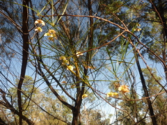 Dodonaea stenophylla