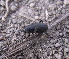 Sphenophorus striatopunctatus