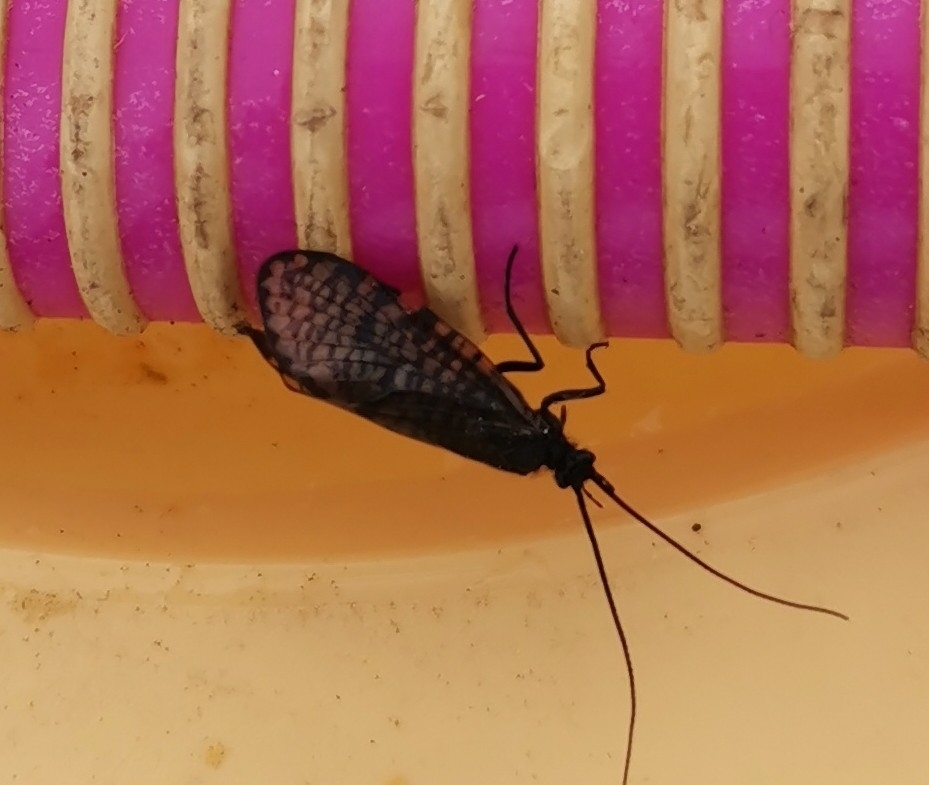 Oligostomis reticulata
