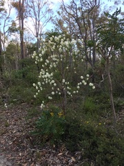 Pimelea spectabilis