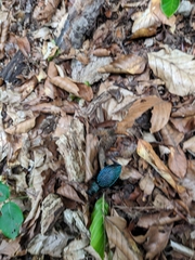 Carabus scabrosus tauricus
