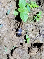 Pheropsophus javanus