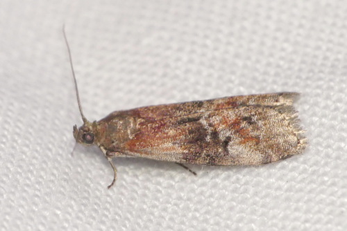 Rhodophaea formosa