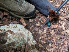 Carabus scabrosus tauricus