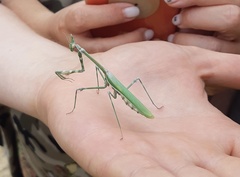 Empusa pennicornis