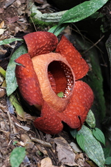 Rafflesiaceae