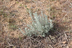 Artemisia fragrans