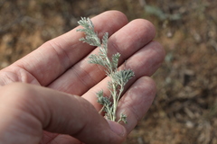 Artemisia fragrans