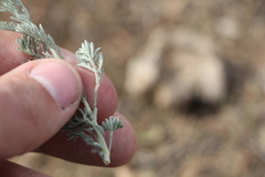 Artemisia fragrans