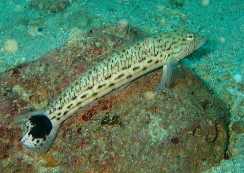 Spotted Sandperch