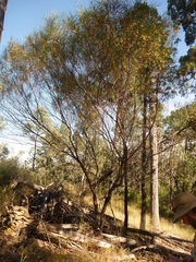 Dodonaea stenophylla