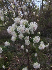 Pimelea spectabilis