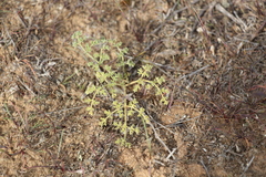 Prangos odontalgica
