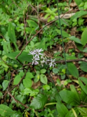 Allium decipiens quercetorum