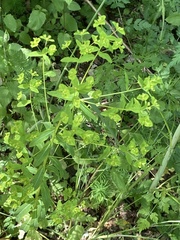 Euphorbia stricta