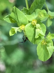 Euphorbia stricta