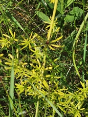 Melanotaenium endogenum