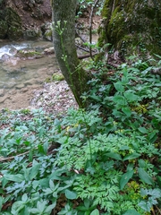 Physospermum cornubiense
