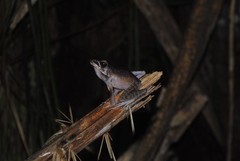 Pulchrana baramica