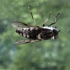 Tabanus trimaculatus