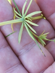 Melanotaenium endogenum