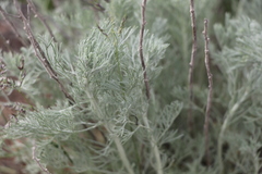 Artemisia fragrans