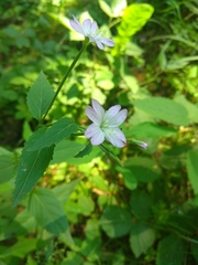 Epilobium lanceolatum