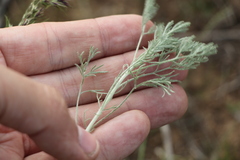 Artemisia fragrans
