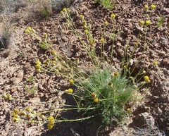 Hymenopappus filifolius cinereus