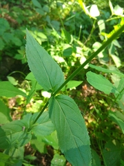 Epilobium lanceolatum