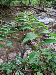 Polygonatum latifolium