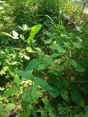 Epilobium lanceolatum