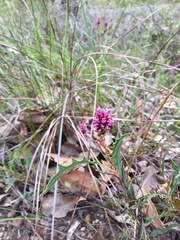 Grevillea quercifolia