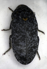 Dermestes murinus