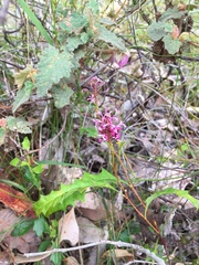 Grevillea quercifolia
