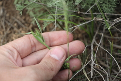 Eremopyrum orientale